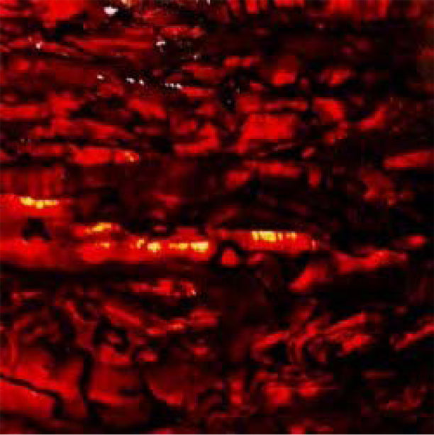Red w/ Black Junior Paua Abalone Pen Blank